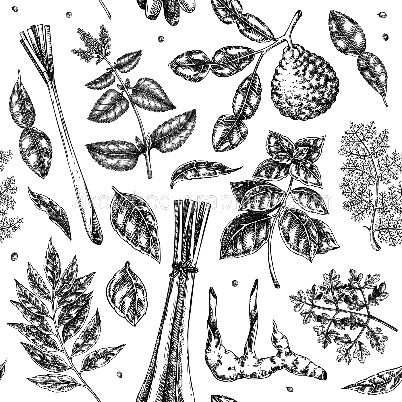 Asian cuisine background. Herb and spice seamless pattern. Basil, curry, calangal, cilantro, lime dsketches. Kitchen spices hand-drawn vector illustration. NOT AI generated Illustration